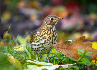 a thrush bird stands on the grass among fallen autumn leaves, close-up