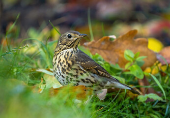 a thrush bird stands on the grass among fallen autumn leaves, close-up