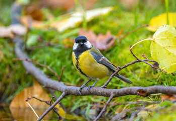 bird tit sitting on a fallen branch among the yellowed autumn foliage close-up
