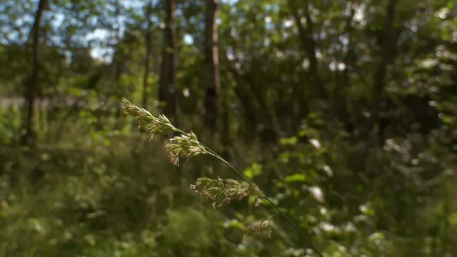 Bottom up view of lush green foliage of trees with afternoon sun. Walking through the forest with large green trees. Summer background