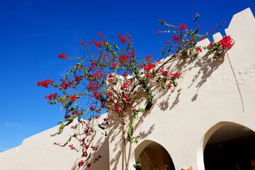 The villa with blooming Bougainvillea flowers is at luxury hotel, Sharm el Sheikh, Egypt - 461346712