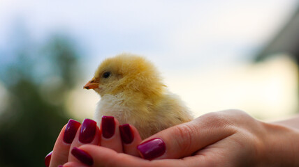 baby chicken in hand