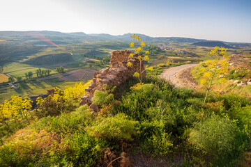 Obraz premium The historic town of Moya on hill during the flowering of the ferula communis flowers in June 2021 Cuenca Castile La Mancha Spain