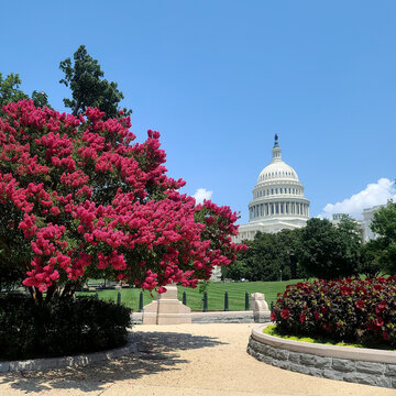 Myrtle Tree Blooming on Capitol Hill in Washington DC, USA