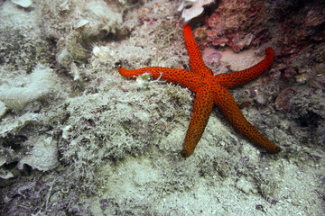 starfish on the rock