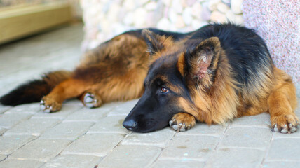 german shepherd dog