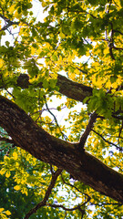 yellow leaves on a tree