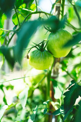 Tomates Vertes