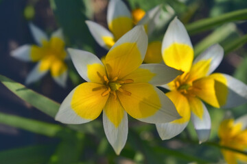 Beautiful yellow flowers in the garden on a blurred background close-up.