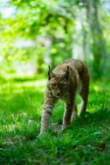 Lynx Sauvage