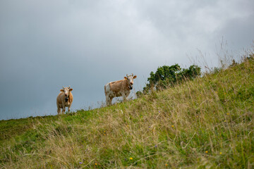 Beautiful swiss cows. Alpine meadows. farm.