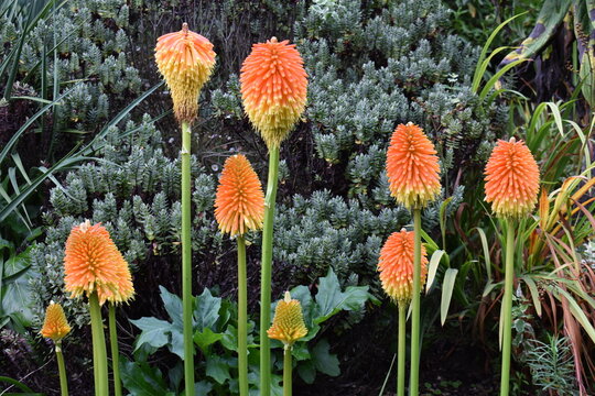 KNIPHOFIA