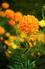 Beautiful marigolds bloom outdoors