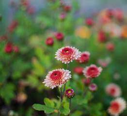 Autumn chrysanthemum flowers grow