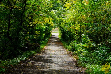 An old asphalt road runs through a deciduous forest.