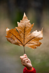 Small child hand holding autumn leaf.