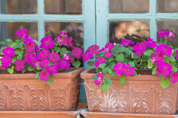 Fleißige Lieschen (Impatiens walleriana)