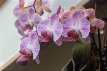 Pink orchid flowers