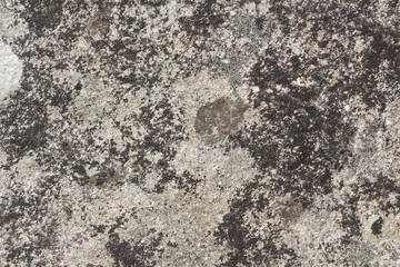 Lichen on rocks