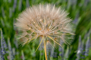 Fruchtstand Wiesen-Bocksbart (Tragopogon pratensis)