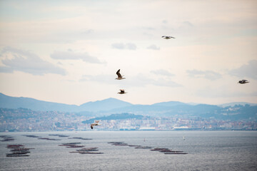landscape of the bay with a marine farm in it and the city in the background
