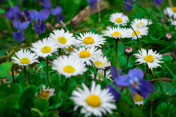 Obraz premium daisies in the grass near blue flowers