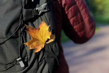 yellow maple leaf in the pocket of a black backpack at the traveler in a red jacket. 
