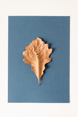 oak leaf on blue paper