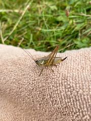 Green grasshopper or common grasshopper Tettigonia viridissima close up
