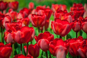red and yellow tulips