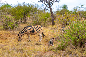 Fototapeta na wymiar Mother and baby zebra Kruger National Park safari South Africa.