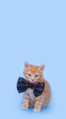 A small ginger kitten in a black bow tie on a blue background looks into the camera. Vertical format with place for text.