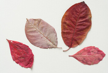 autumn leaves on ivory paper