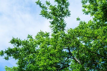 Trees
