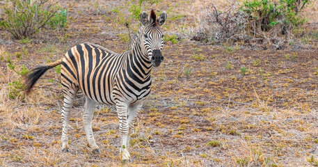 Beautiful striped zebra in Kruger National Park safari South Africa.