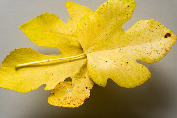 Naklejka premium two fig leaves isolated on gray