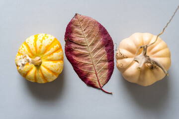 miniature pumpkins (actually, gourds) viewed from above