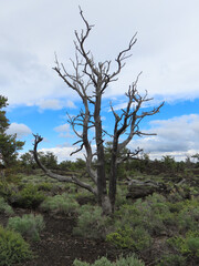 Fototapeta na wymiar Craters of the Moon National Monument and Preserve in Idaho.