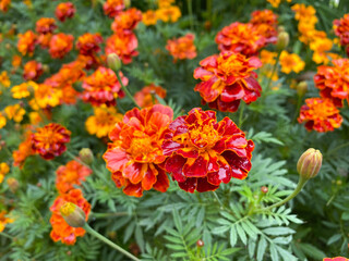 Background of beautiful flowers of Marigolds erect (Tagetes erecta). Red flowers of Tagetes erecta