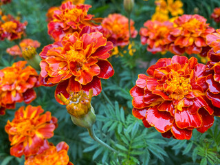 Background of beautiful flowers of Marigolds erect (Tagetes erecta). Red flowers of Tagetes erecta