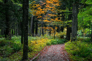 Tall trees along walking trail in Presque Isle state in Michigan upper peninsula during autumn time