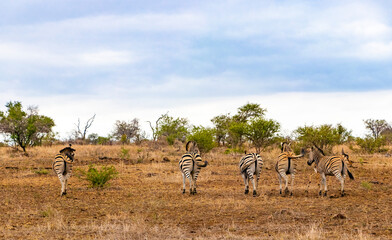 Fototapeta na wymiar Zebra group or family Kruger National Park safari South Africa.