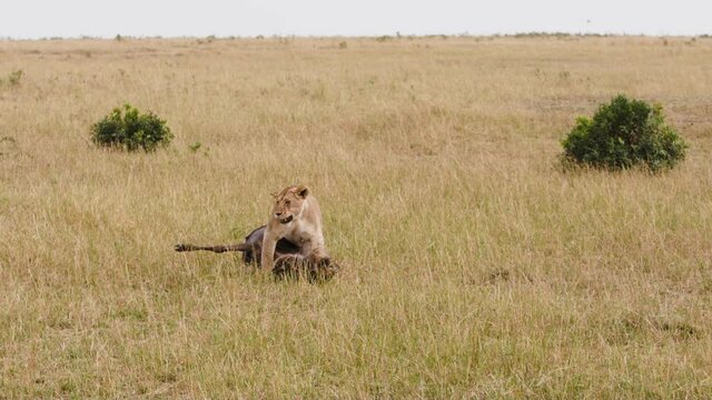An elderly spotty lioness (Panthera leo) slowly walking through a green and yellow path in a grassy savanna. She seems tired, with her ears drooping down and her tail slowly wagging between her legs.