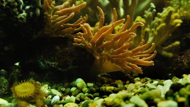 Sea anemones moving underwater. Aquatic animals. Underwater life.