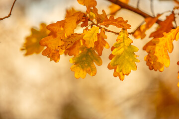 A branch with yellowed oak leaves.