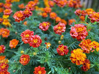 Background of beautiful flowers of Marigolds erect (Tagetes erecta). Red flowers of Tagetes erecta