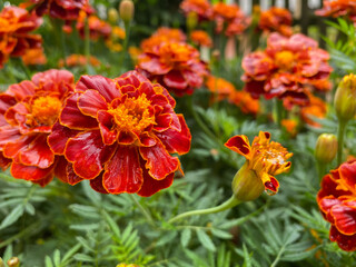Background of beautiful flowers of Marigolds erect (Tagetes erecta). Red flowers of Tagetes erecta