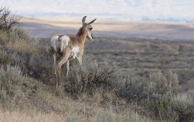 Pronghorn antelope with no horns gazes out onto Bighorn Basin of McCullough Peaks near Cody, Wyoming
