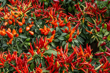 Red ornamental 