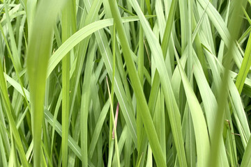 Closeup shot of lush green leaves of Cogon grass, plants growing in the countryside - obrazy, fototapety, plakaty
